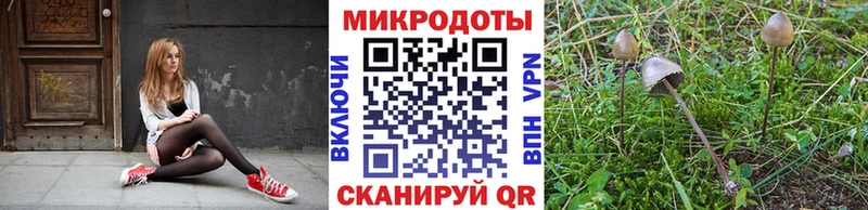 Купить где Макаров Псилоцибиновые грибы Magic Shrooms